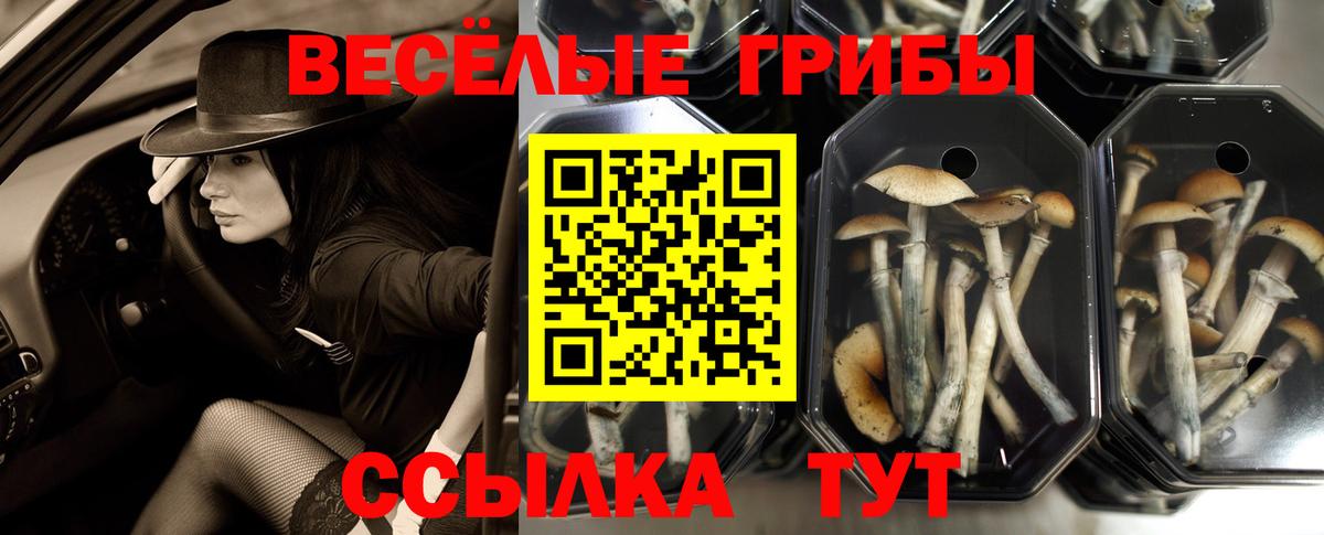 Псилоцибиновые грибы Psilocybine cubensis Ярославль